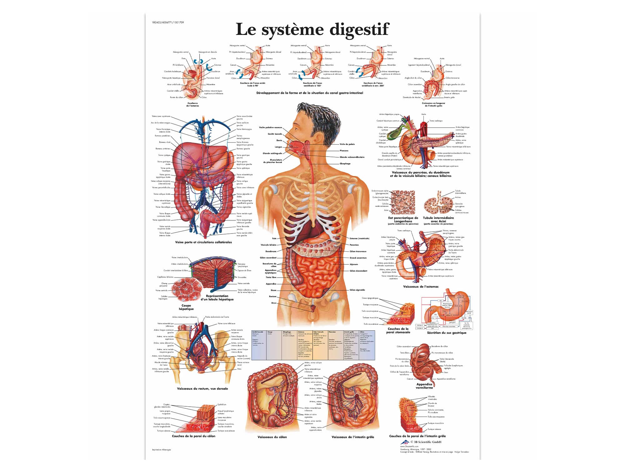 Le système digestif