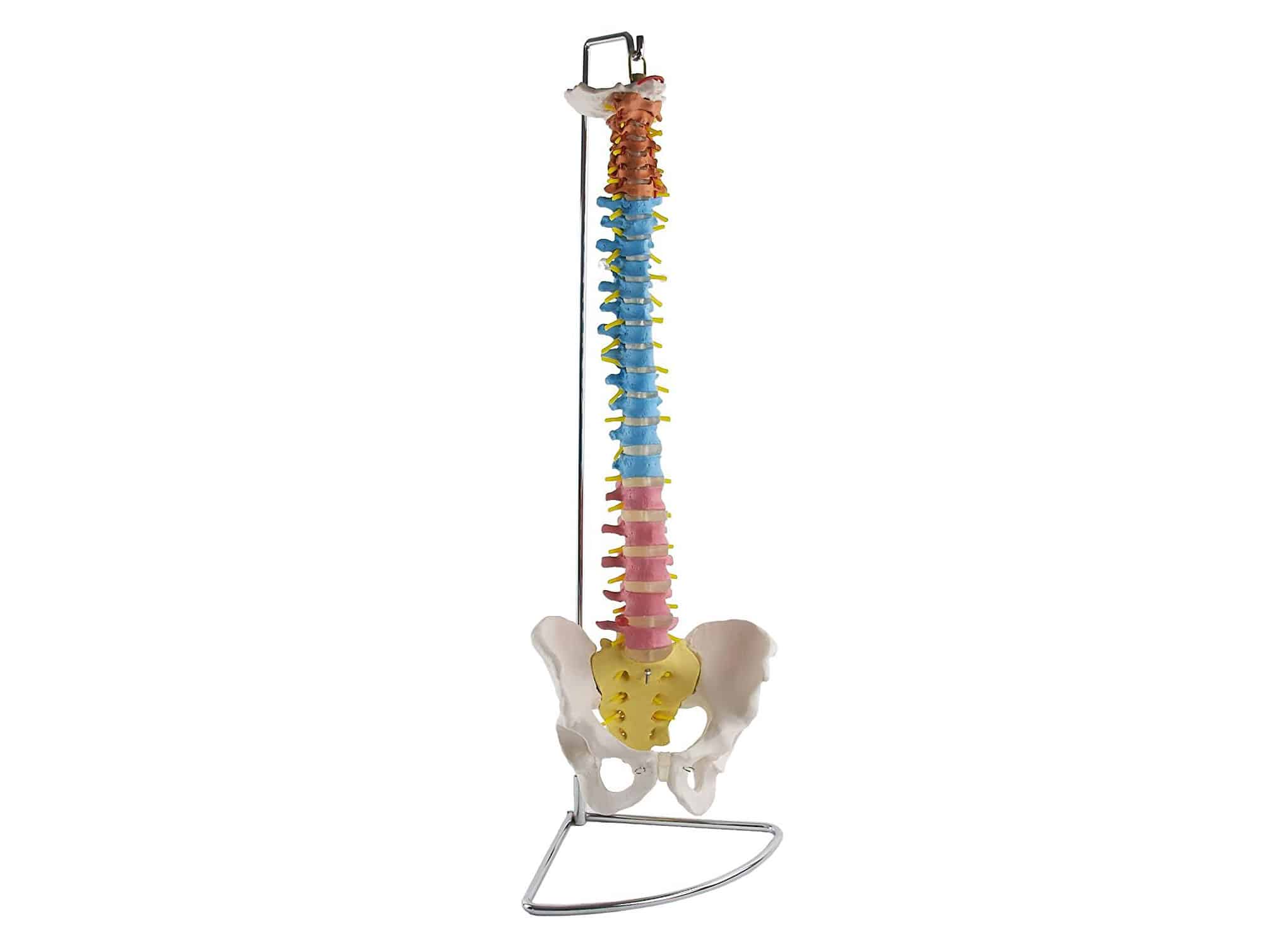 Colonne vertébrale avec bassin flexible