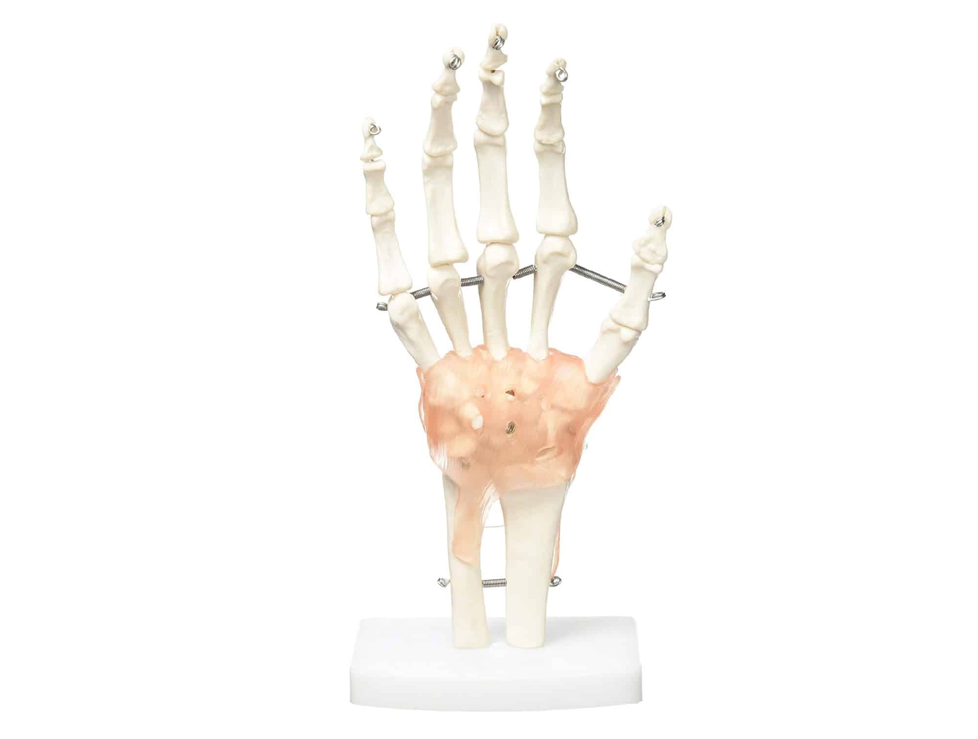 Modèle anatomique de l’articulation de la main avec ligaments