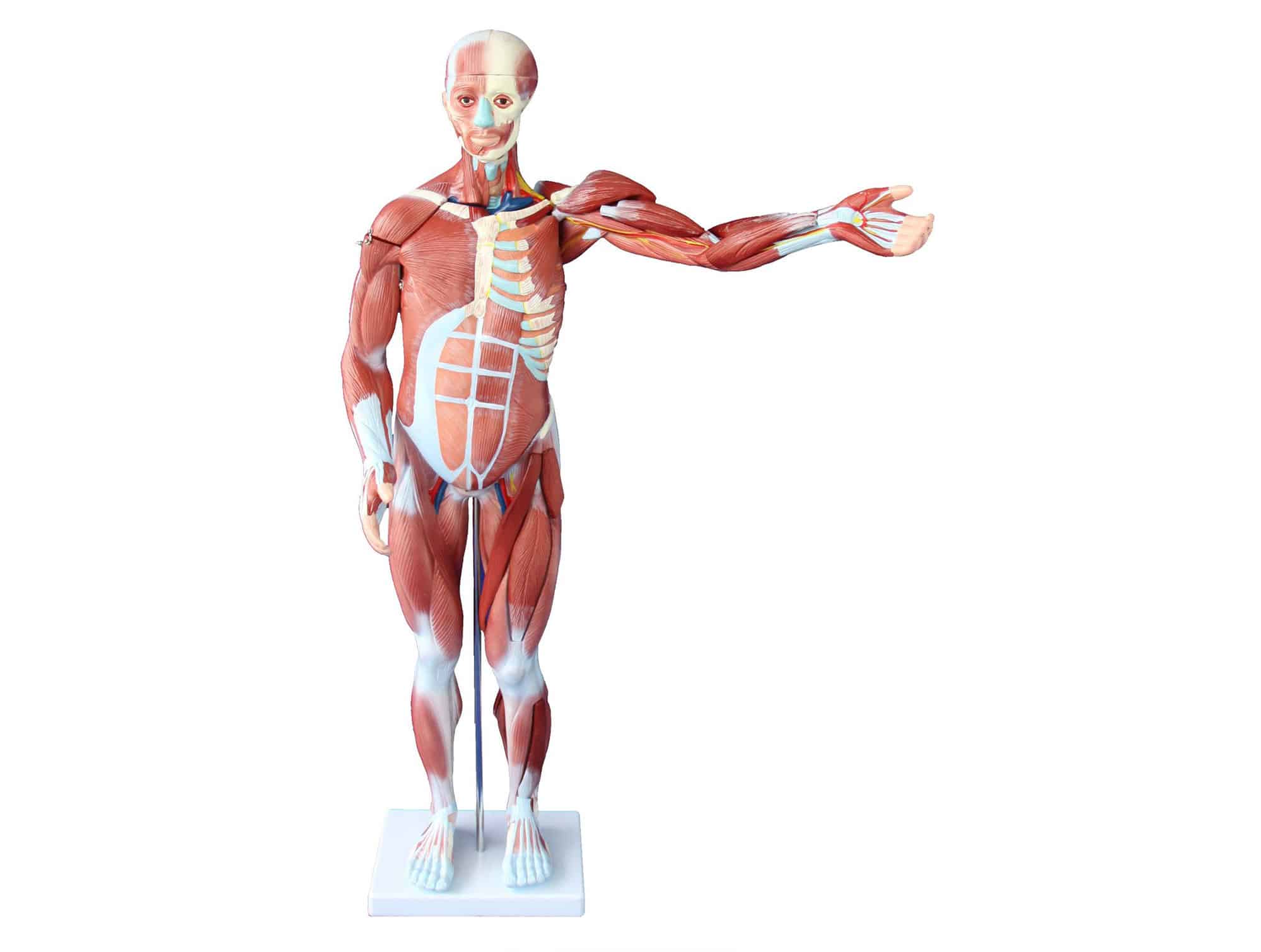 Modèle anatomique de musculature humaine masculine 80 cm, 27 pièces dissécables