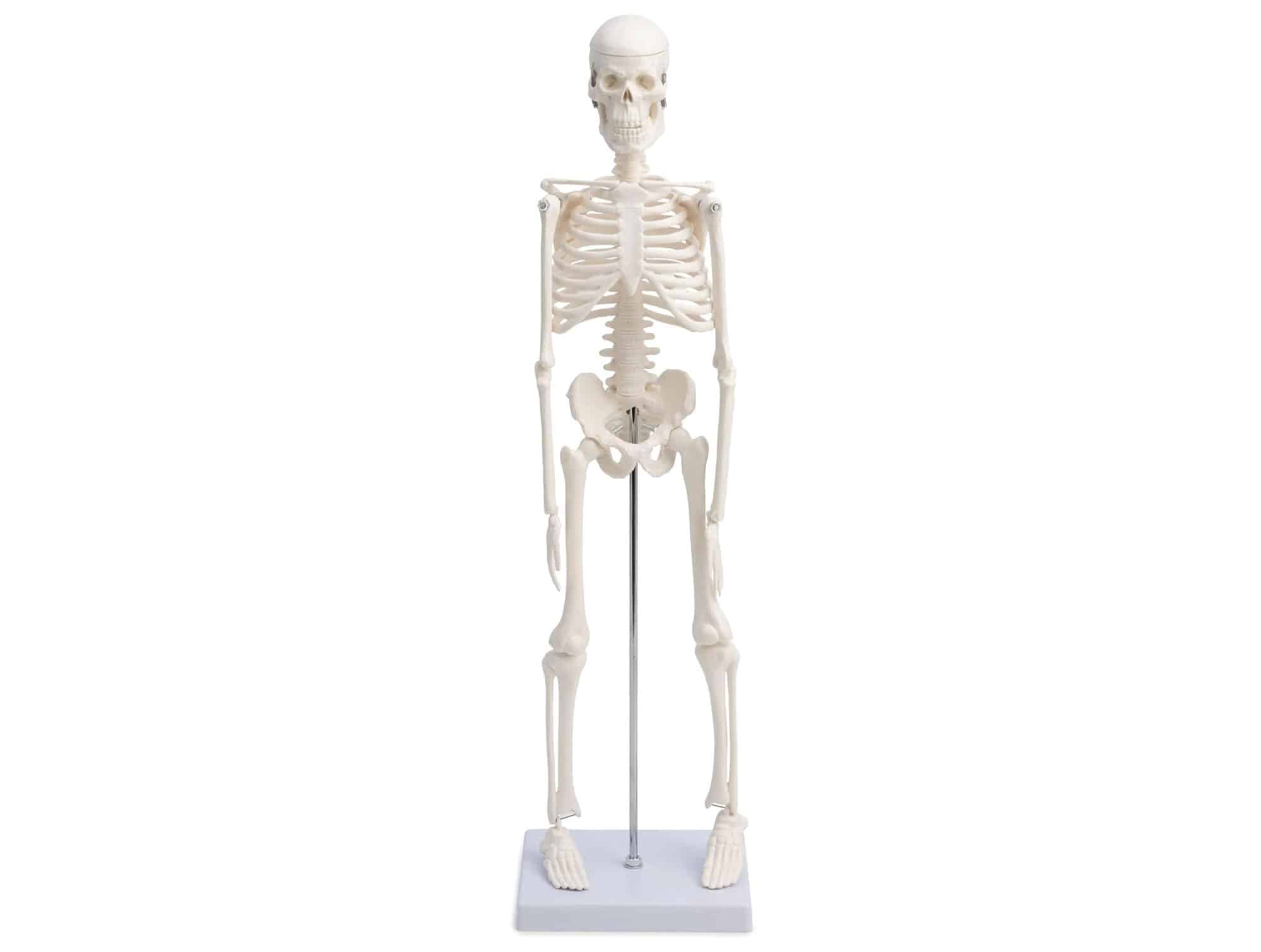 Squelette humain sur support roulant 180 cm