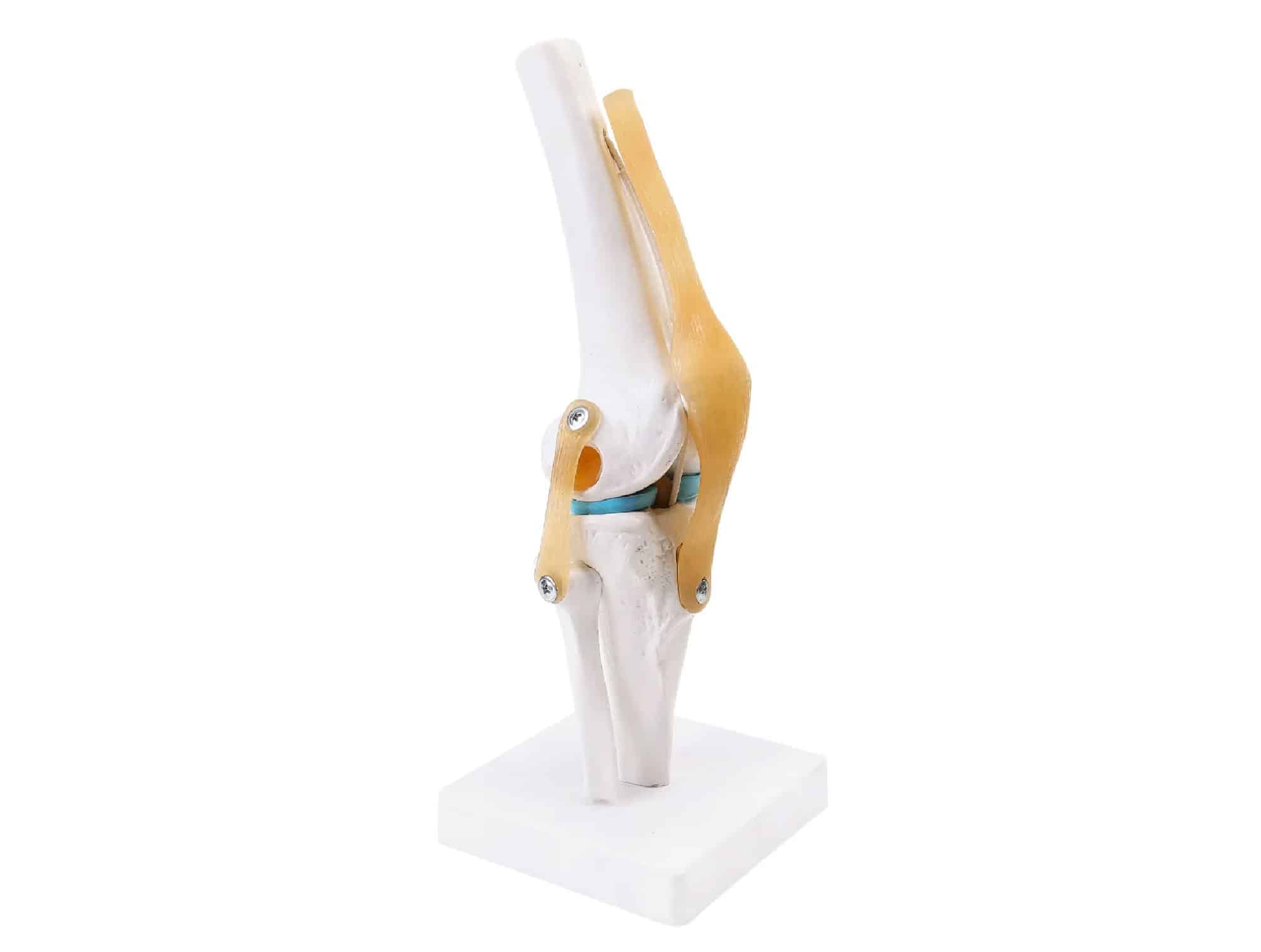 Modèle anatomique d’articulation du genou avec ligaments (Réf. 0068SAG)