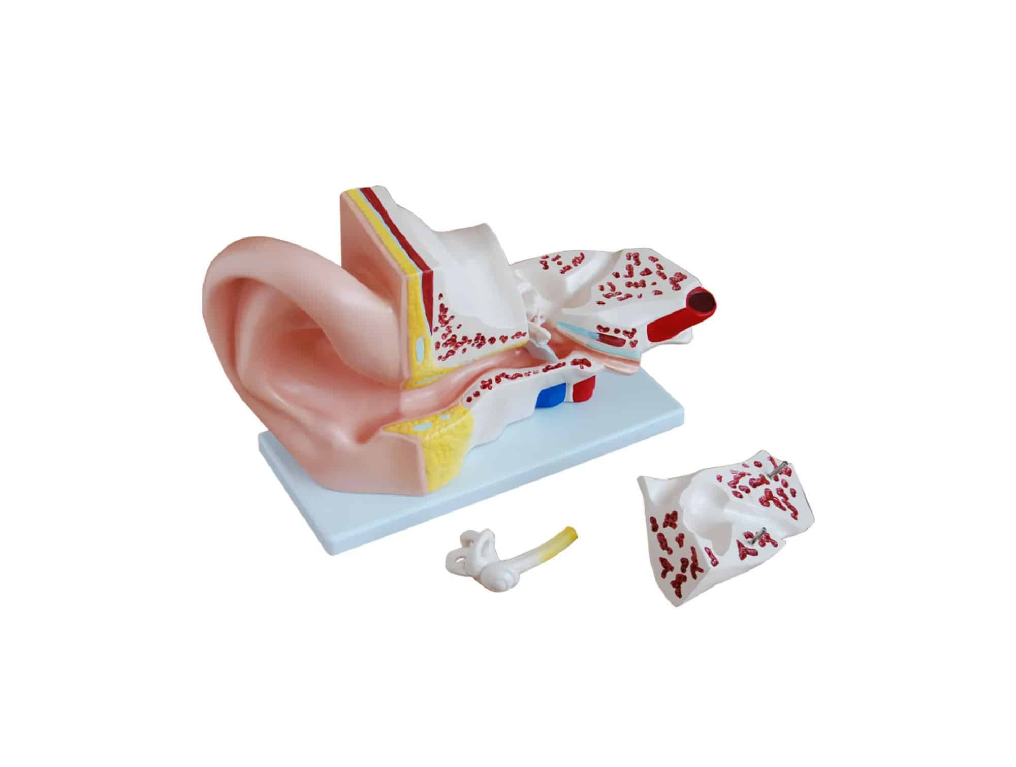 Oreille Agrandi 5 fois 4 pièces