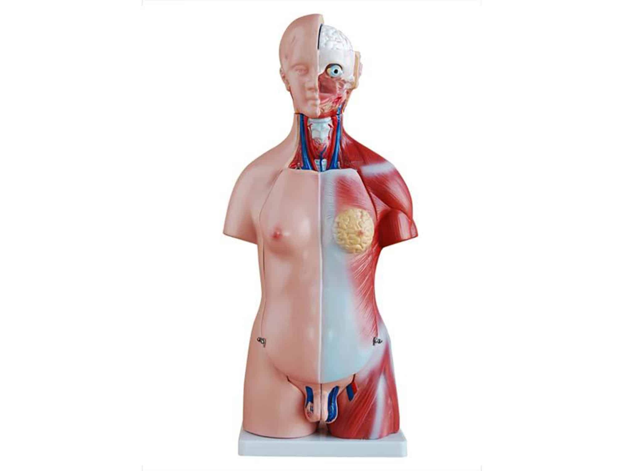 Torse unisex miniature 45 cm (23 pièces)