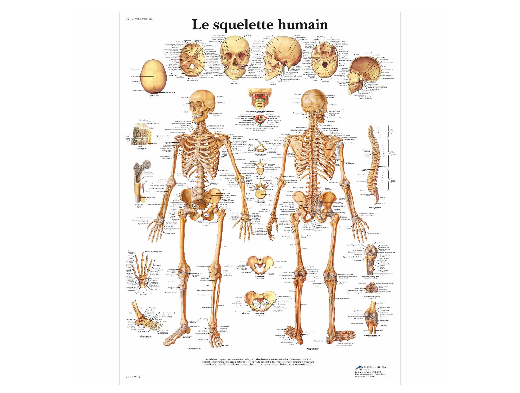 Planche Anatomique Squelette Humain