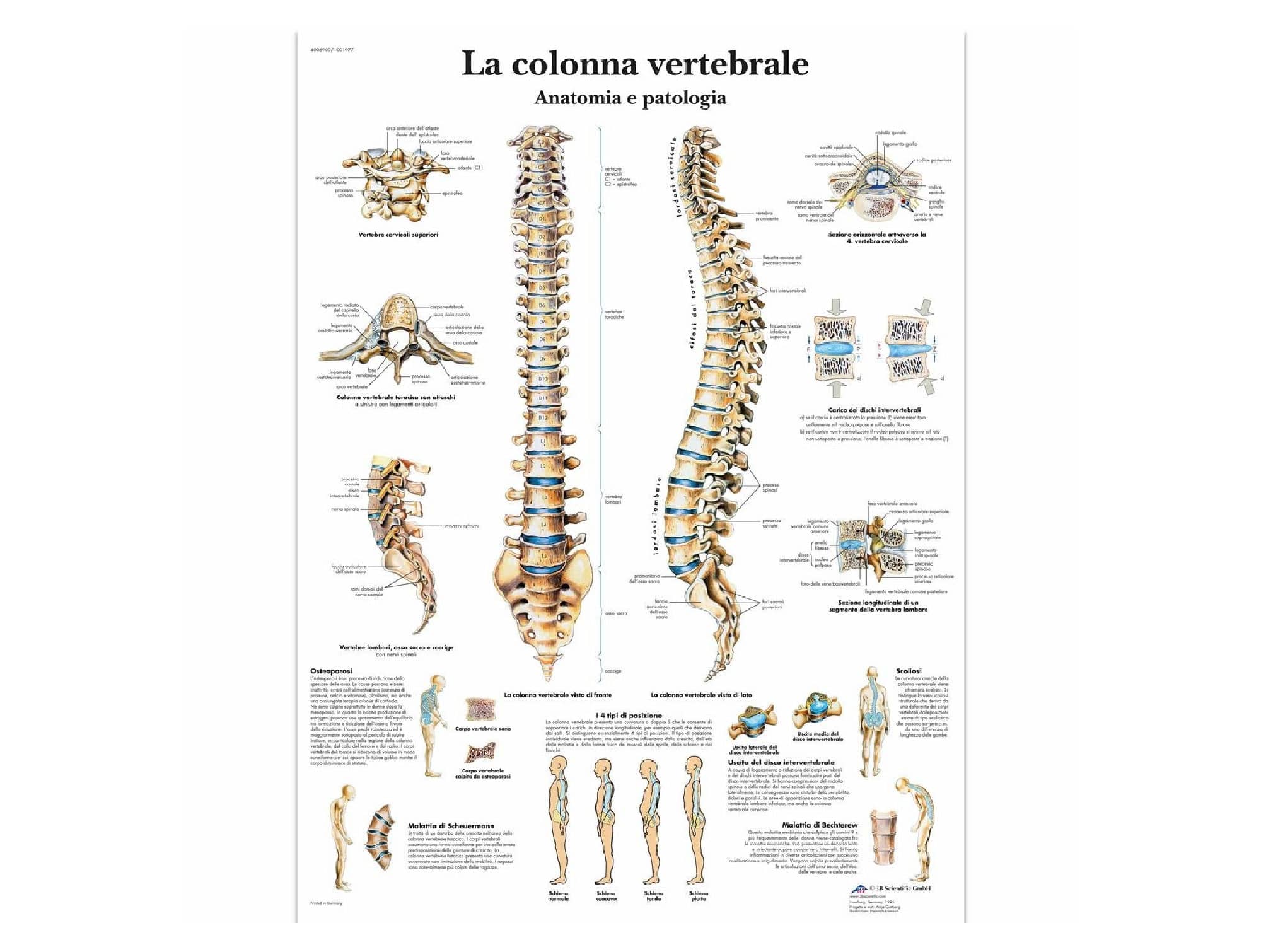 Planche Anatomique Colonne Vertébrale