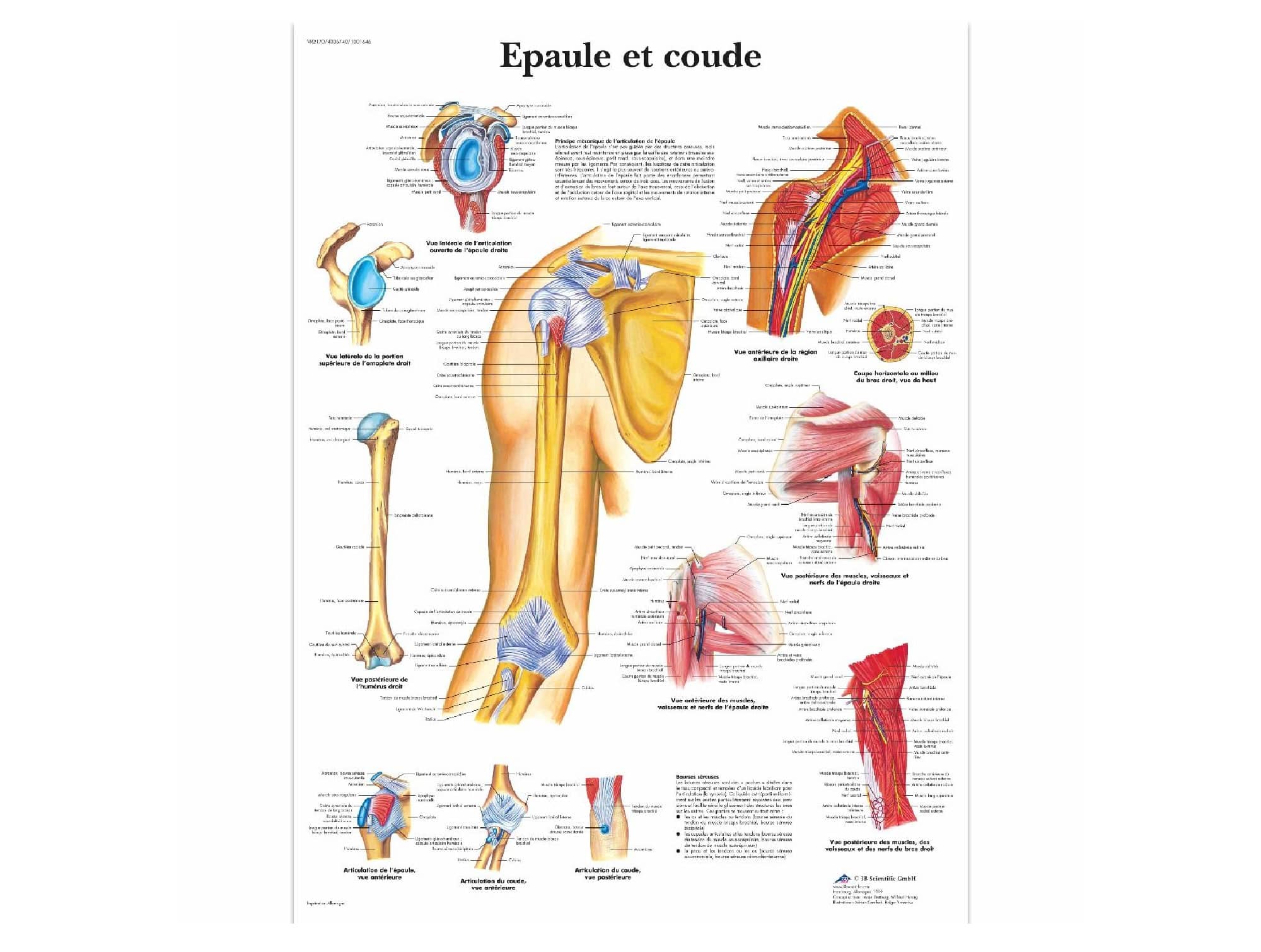 Planche anatomique épaule et coude
