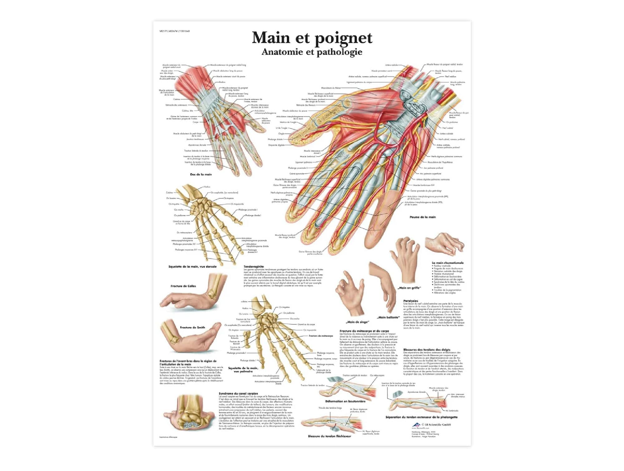 Main et poignet - Anatomie et pathologie