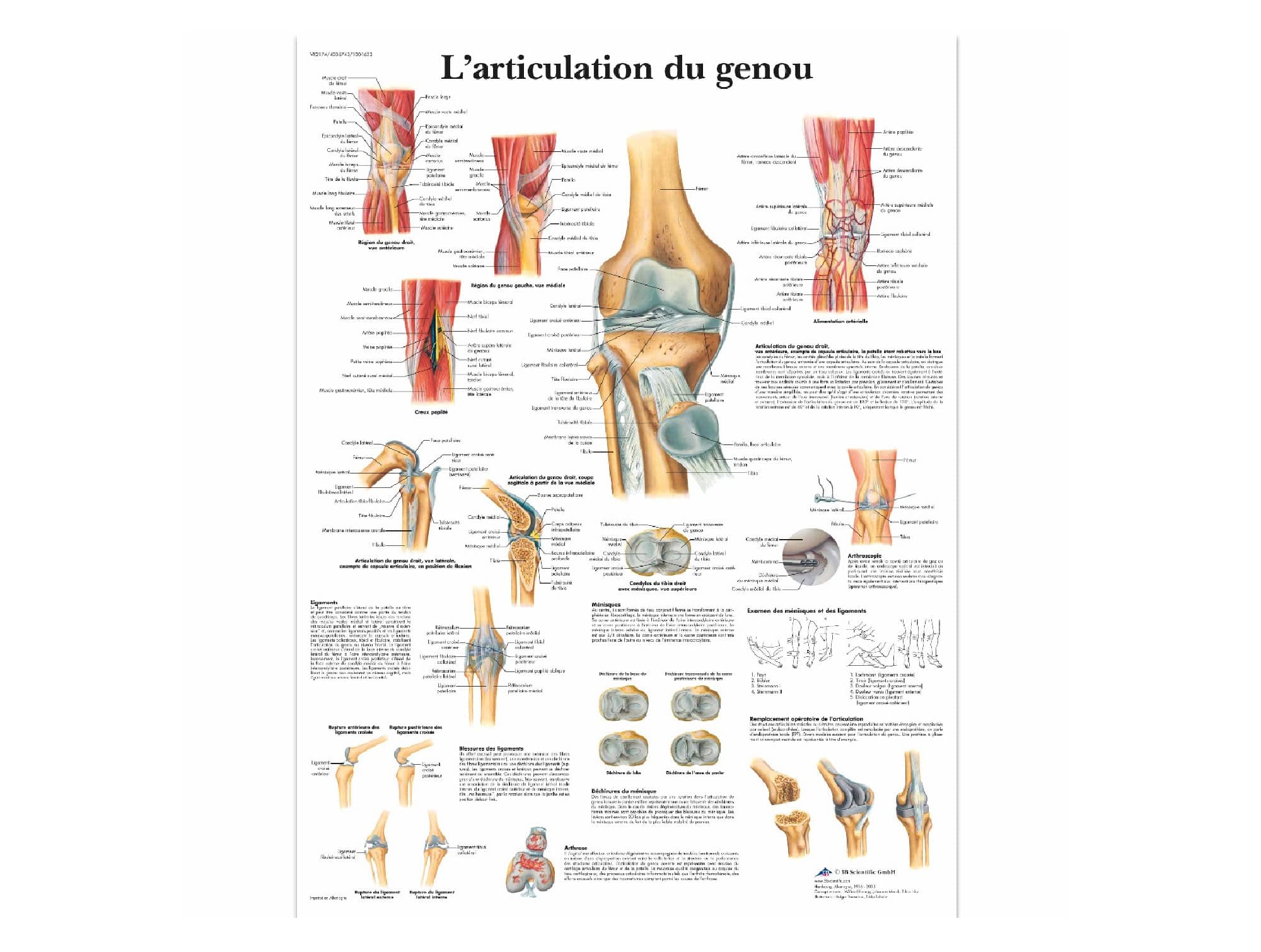 L’articulation du genou