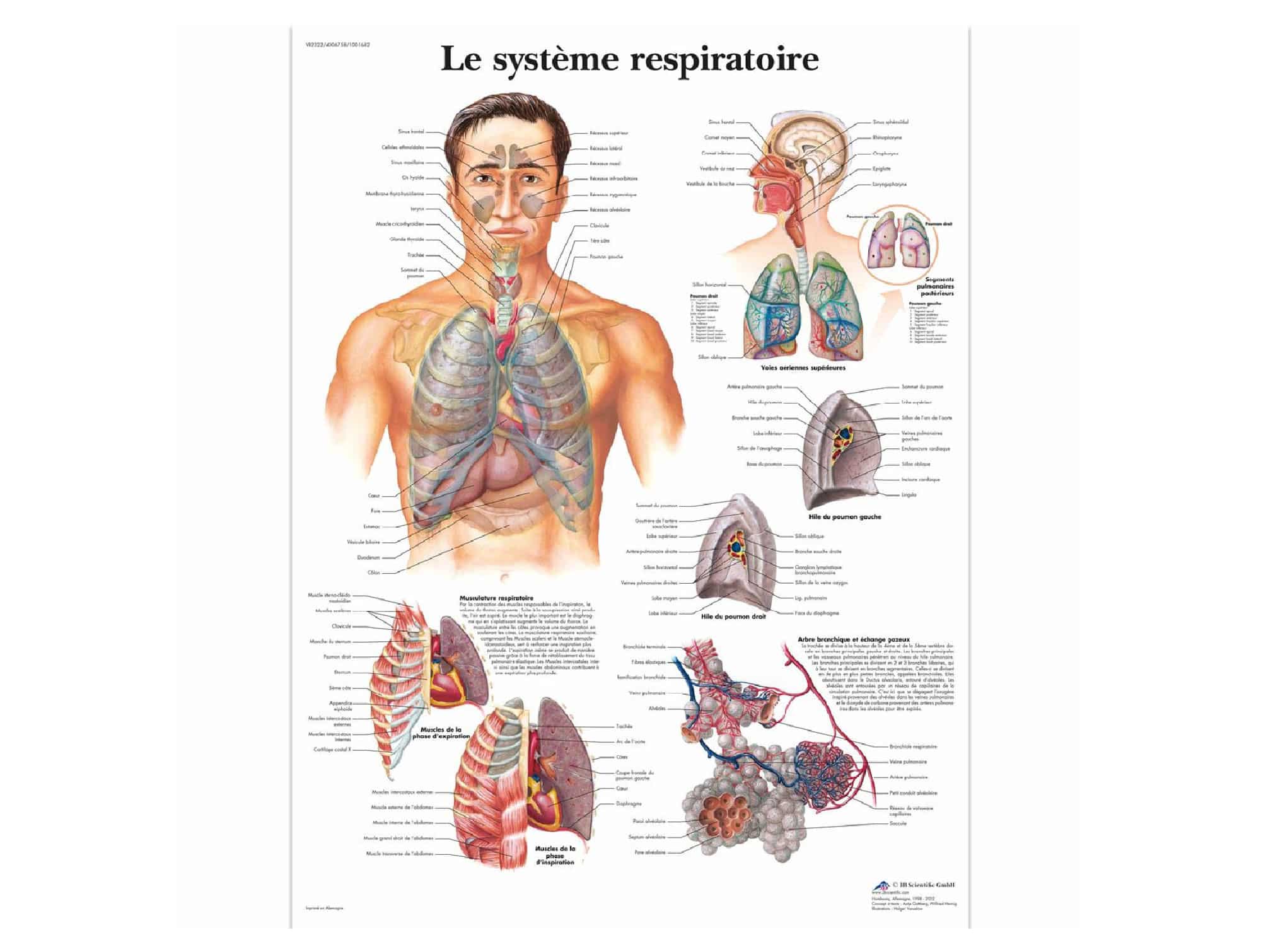 Le système respiratoire