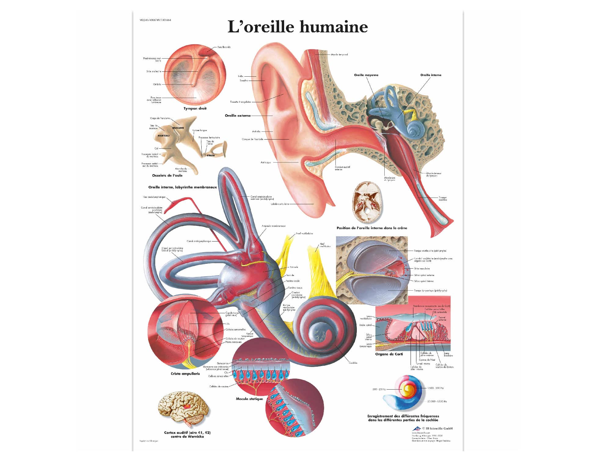 L’oreille humaine