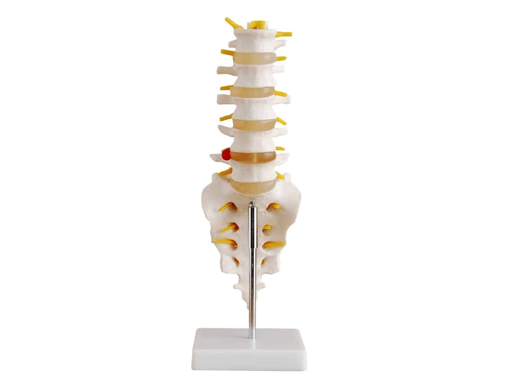 lombaires avec Sacrum