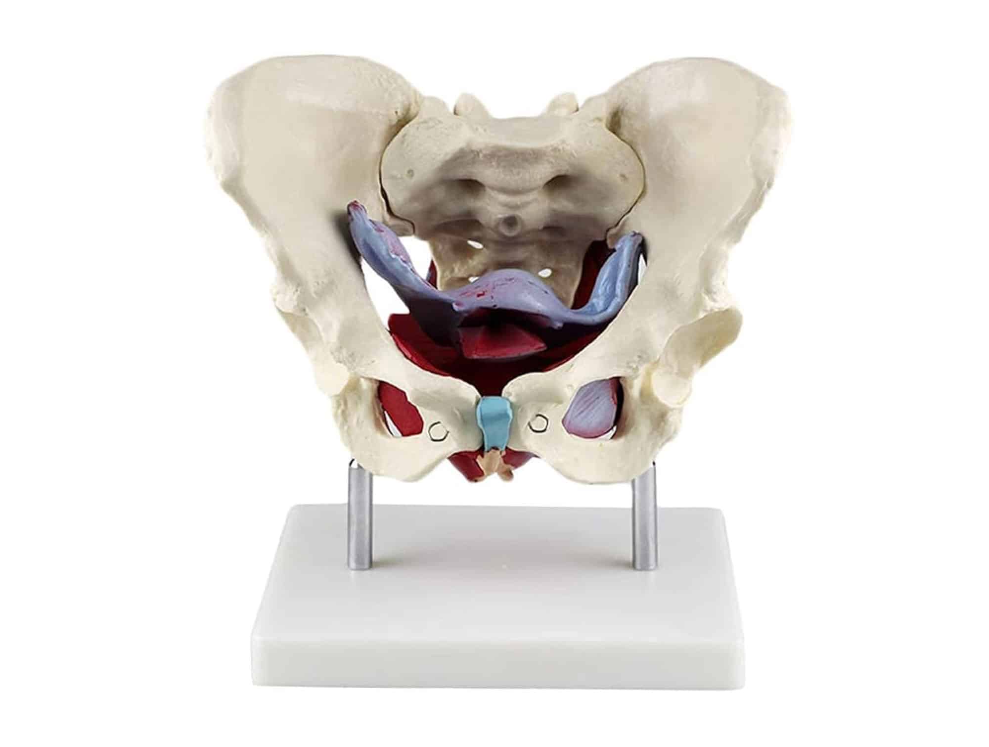 Muscles et organes pelviens féminins