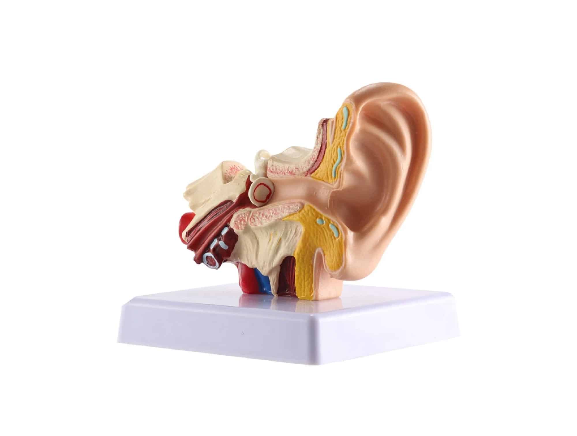 Modèle d’oreille de bureau